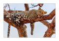 Leopard #5ds00876