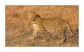 Leopard #5ds00950
