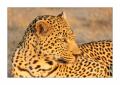 Leopard #5ds00966