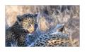 Leopard #5ds01214