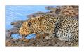 Leopard #5ds01256