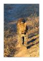 Leopard #5ds01262