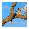Leopard #5ds01449