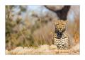 Leopard #5ds01544