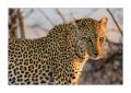 Leopard #5ds01819