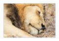 Löwe #5ds00664 Löwe #5ds00664