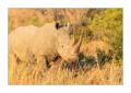 Nashorn #5ds00403