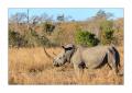 Nashorn #5ds01236