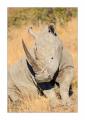 Nashorn #5ds01241