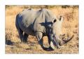 Nashorn #5ds01246