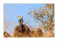 Nashornvogel #5ds01326