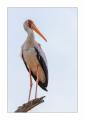Storch #5ds00712