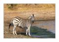 Zebra #5ds00604