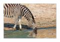 Zebra #5ds00621