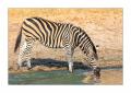 Zebra #5ds00623