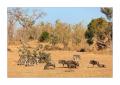 Zebras #5ds01109 Zebras #5ds01109