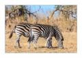Zebras #5ds01124
