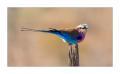 Gabelracke #5ds01142