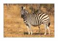 Zebra #5ds00591