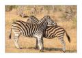 Zebras #5ds00619 Zebras #5ds00619