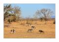 Zebras #5ds01102