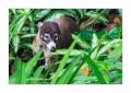 Nasenbär #36615 Nasenbär #36615