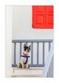 Hund in Mykonos #5Ds04595