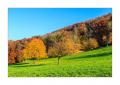 Kirschbaeume #5D309816