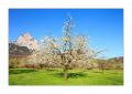 Frühling am Mythen #31632