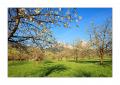 Frühling am Mythen #31600