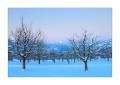 Rigi im Winter #40926