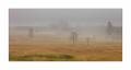 Nebel im Rothenthurmer Moor #35778