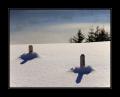 Schaechental #12097 Schaechental #12097