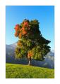 Herbstbäume bei Urigen #34928