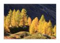 Herbst im Lötschental #31173