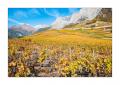 Chamoson Rebberge #F00501