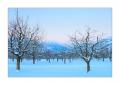 Rigi im Winter #40930