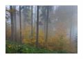 Herbstwald #35689