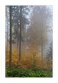 Herbstwald #35695