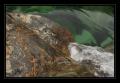 Verzasca #7046