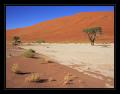 Dead Vlei #6183