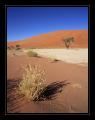 Dead Vlei #6185