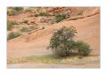 Spitzkoppe Baum Fels #27606
