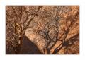 Spitzkoppe Baumschatten #27506