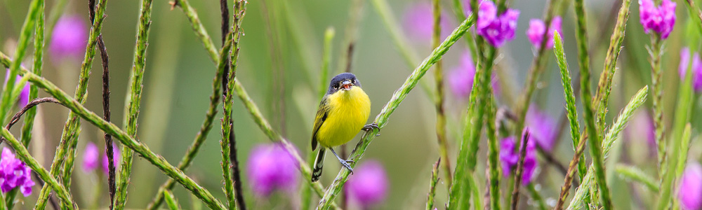 Natur_Tiere_Voegel_Gelbbauch_Spateltyrann_Flycatcher_CostaRica_36394_hp